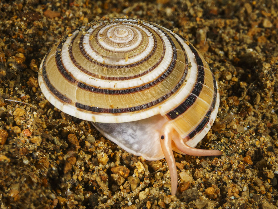 Architectonica modesta